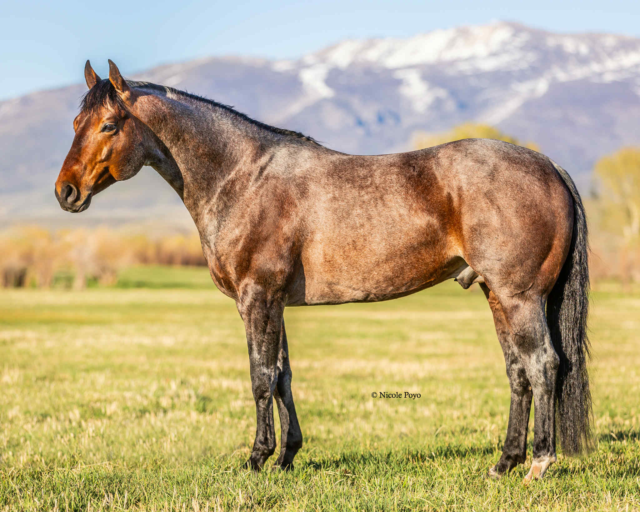 Kick The Dust Up - Stallion Photo